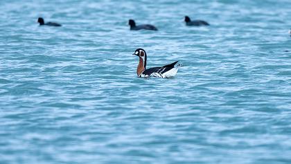 Red-breasted Goose