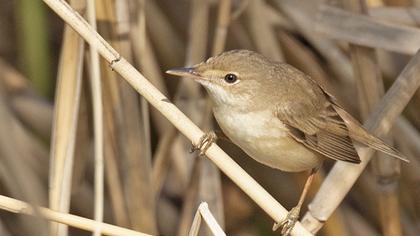 Marsh Warbler
