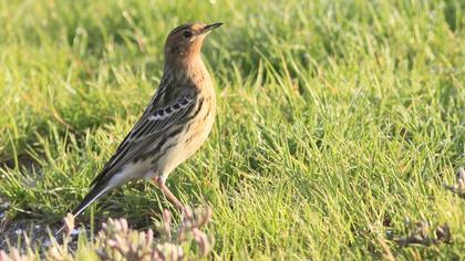 Kızılgerdanlı incirkuşu