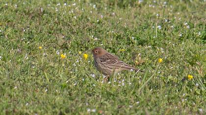Red-throated Pipit