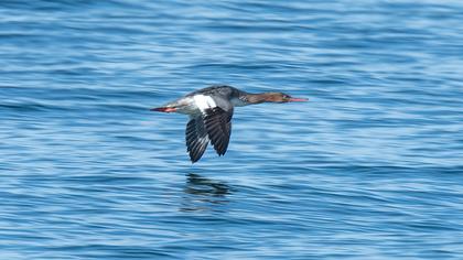 Red-breasted Merganser