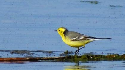 Citrine Wagtail