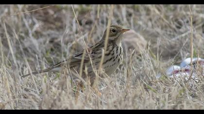 Tree Pipit