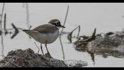 Little Ringed Plover