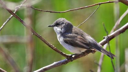 Lesser Whitethroat