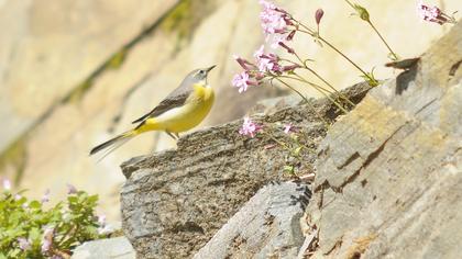 Grey Wagtail
