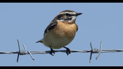 Whinchat