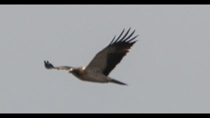 Booted Eagle