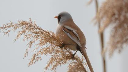 Bıyıklı baştankara