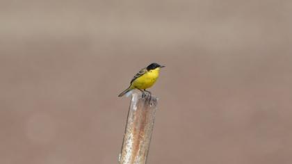 Sarı kuyruksallayan