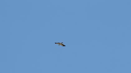 Booted Eagle