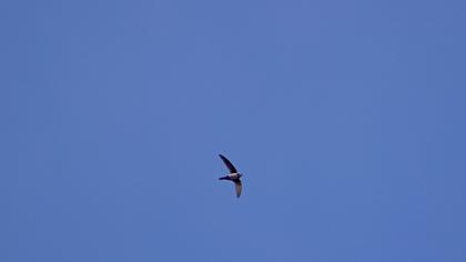 Alpine Swift