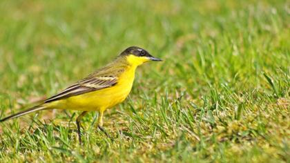 Western Yellow Wagtail