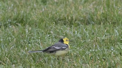 Citrine Wagtail