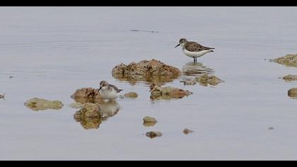 Little Stint