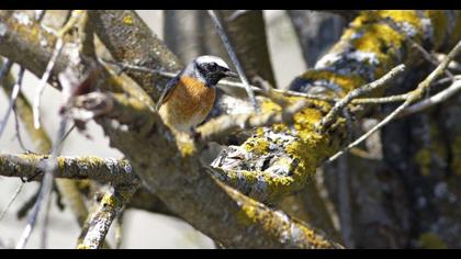 Common Redstart