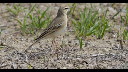 Tawny Pipit