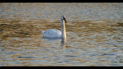 Mute Swan
