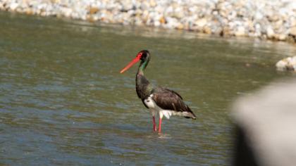 Black Stork