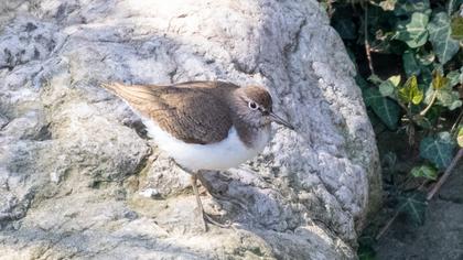 Common Sandpiper