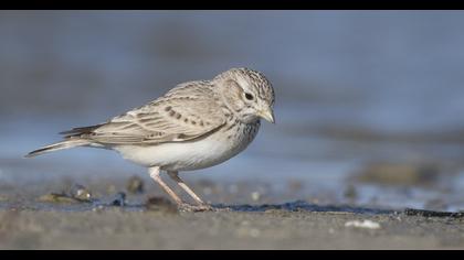 Turkestan Short-toed Lark