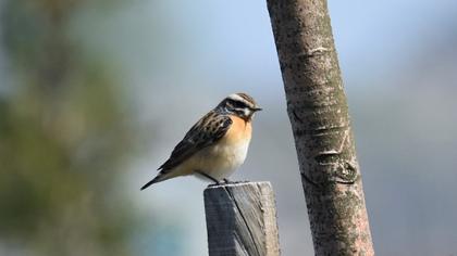 Whinchat