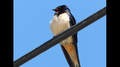 Barn Swallow