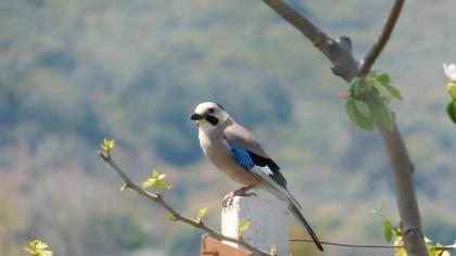 Eurasian Jay