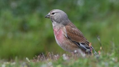 Common Linnet