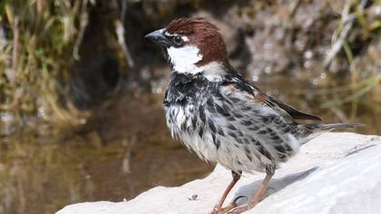 Spanish Sparrow