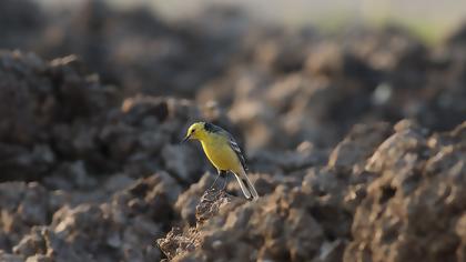 Citrine Wagtail