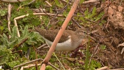 Common Sandpiper