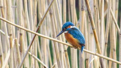Common Kingfisher