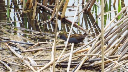 Little Crake