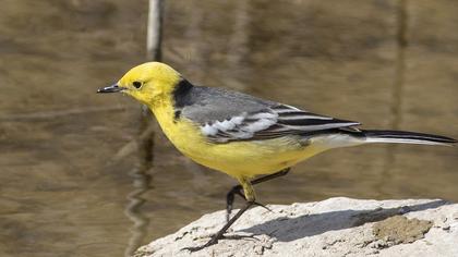 Citrine Wagtail
