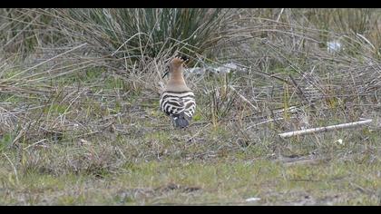 Eurasian Hoopoe