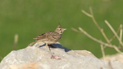 Crested Lark