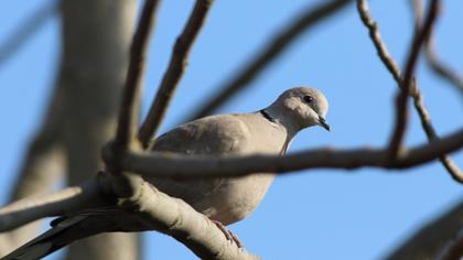 Eurasian Collared Dove