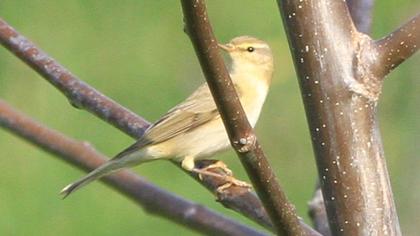 Willow Warbler