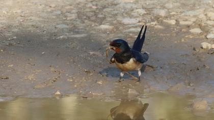 Barn Swallow