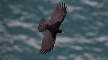 Red-billed Chough