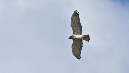 Short-toed Snake Eagle