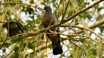 Common Wood Pigeon