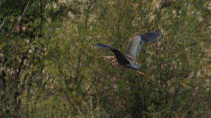 Purple Heron
