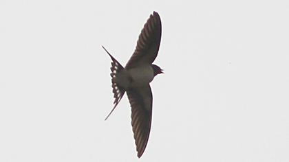Barn Swallow