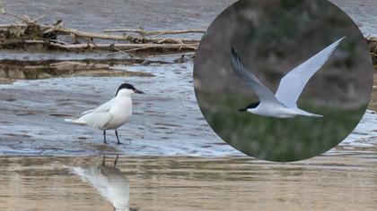 Gull-billed Tern