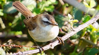 Moustached Warbler
