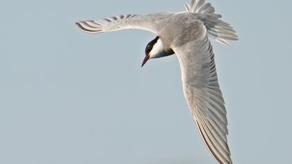 Whiskered Tern