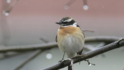 Whinchat