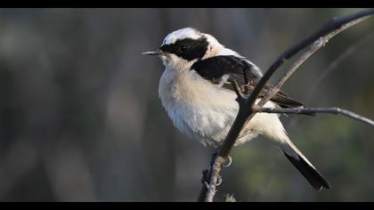 Black-eared Wheatear